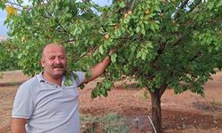 Kuluncak'ta Dalında Meyve Olan Kayısı Ağacı Şaşırtıyor