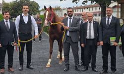 Sultansuyu'nun 13 Elit Tayından 51,6 Milyon TL Gelir