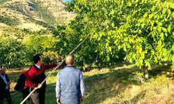 Hekimhan Kaymakamı Ceviz Hasadına Katıldı
