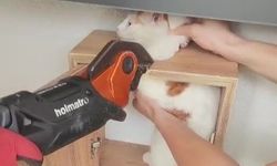 Apartmanın Posta Kutusuna Sıkışan Kedi Kurtarıldı