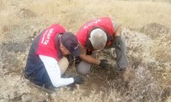 Süne Zararlısına Karşı Sahada Çalışmalar Sürüyor