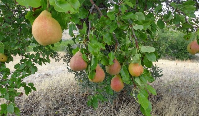 Malatya'nın Tescilli Bal Armudunda Hasat Başladı
