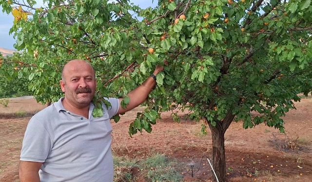 Kuluncak'ta Dalında Meyve Olan Kayısı Ağacı Şaşırtıyor