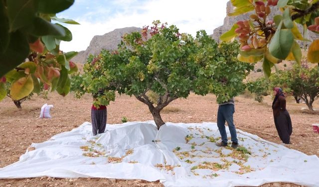 Darende'de Antep Fıstığı Hasadı Başladı