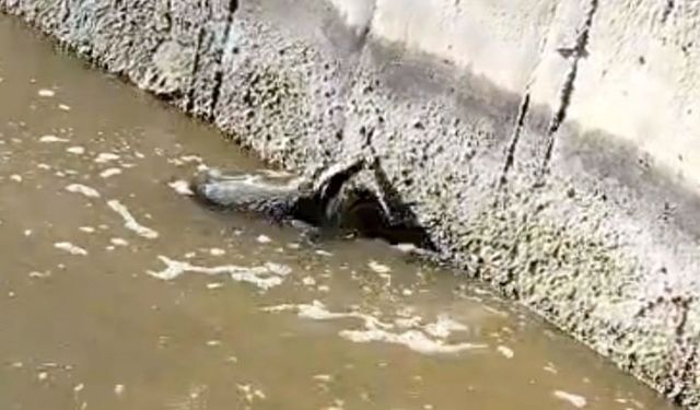 Sulama Kanalına Düşen Bal Porsuğu Kurtarıldı