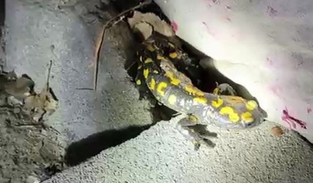 Doğanşehir'de Sarı Benekli Semender Görüldü
