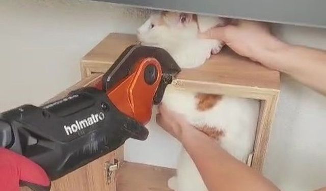 Apartmanın Posta Kutusuna Sıkışan Kedi Kurtarıldı
