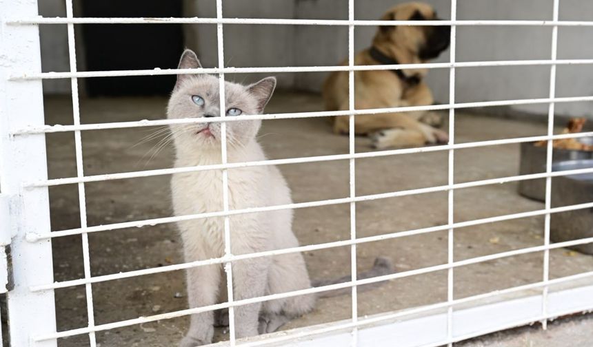 "Şu Anda 350 Hayvanı Misafir Ediyoruz"