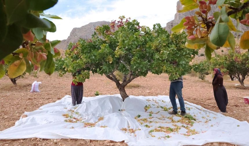 Darende'de Antep Fıstığı Hasadı Başladı