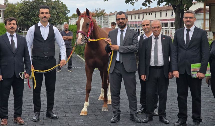 Sultansuyu'nun 13 Elit Tayından 51,6 Milyon TL Gelir
