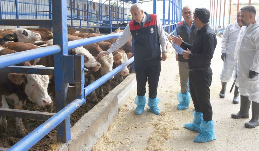 Şap Hastalığına Karşı Aşılama Çalışmaları Sürüyor