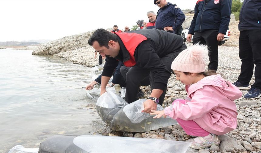İki Baraj Gölüne 800 Bin Yavru Balık Bırakıldı