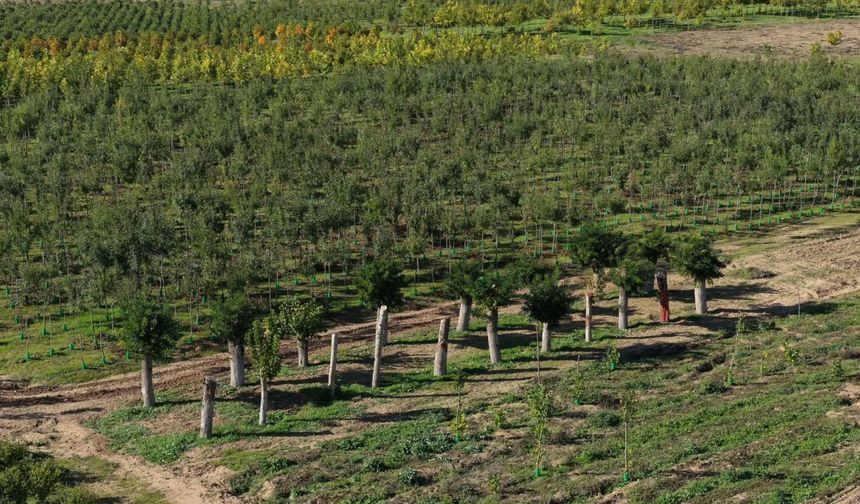 Fuzuli'den Sökülen Ağaçların Yüzde 80'i Yeniden Yeşerdi