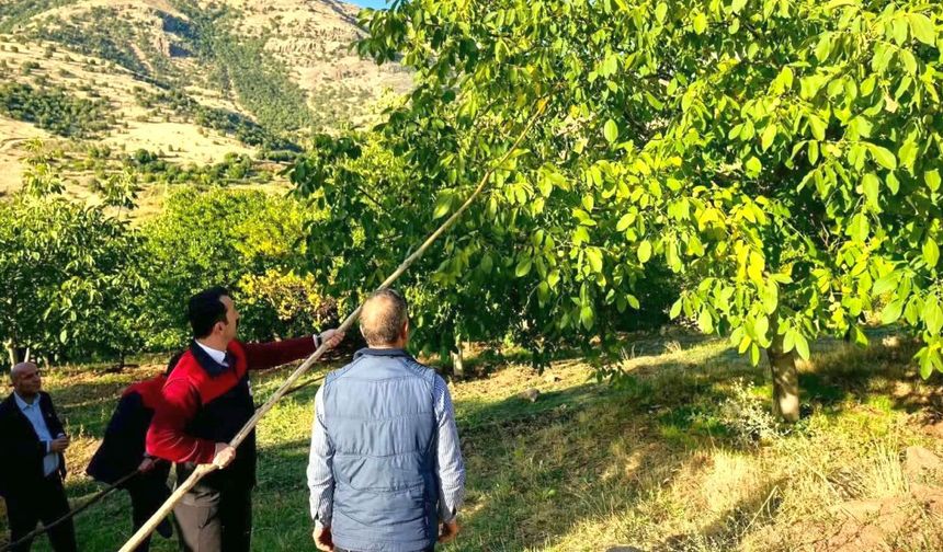 Hekimhan Kaymakamı Ceviz Hasadına Katıldı