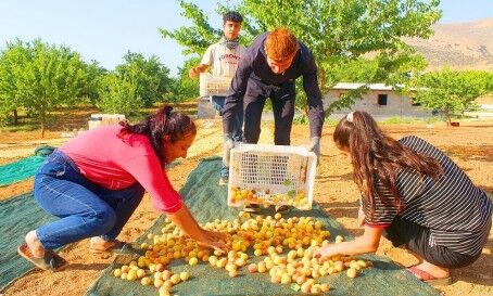 Kayısı Hasadı Devam Ediyor