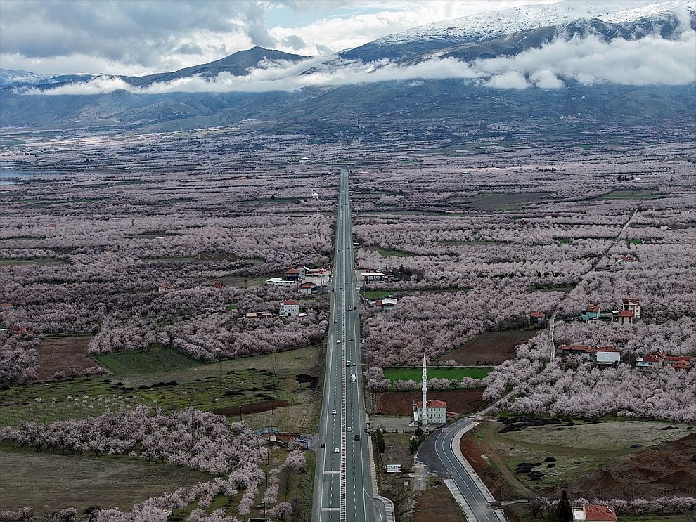 Malatya'da Kayısı Ağaçları Çiçek Açmaya Başladı