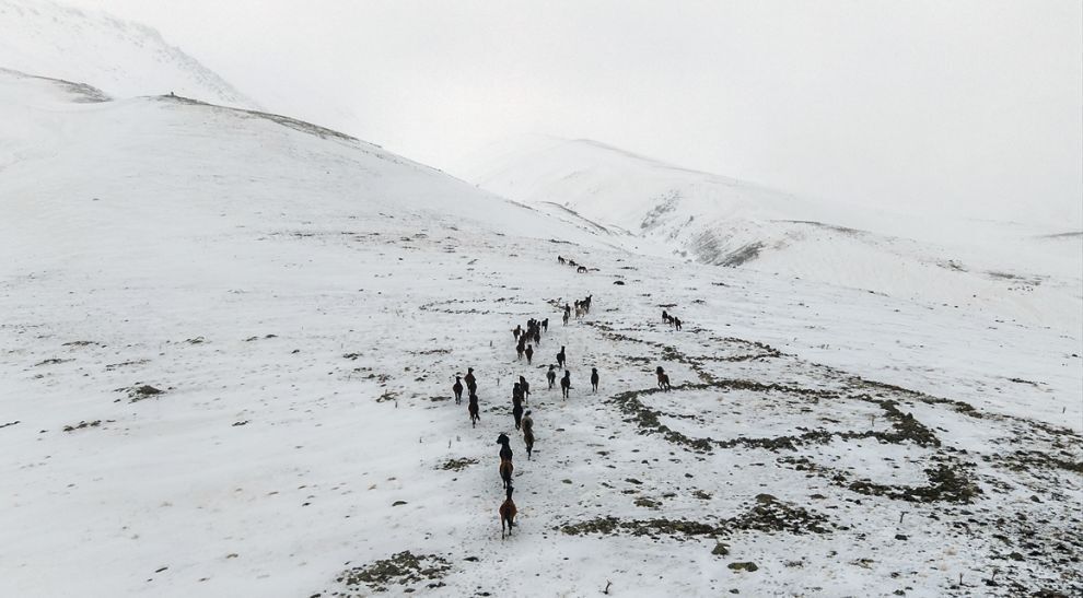 Yama Dağı'nın Yılkı Atları