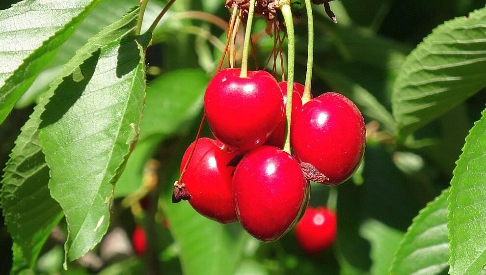 Kirazda Hasat Başladı.. Günlük 3 Bin TL'ye İşçi Bulunamıyor!.