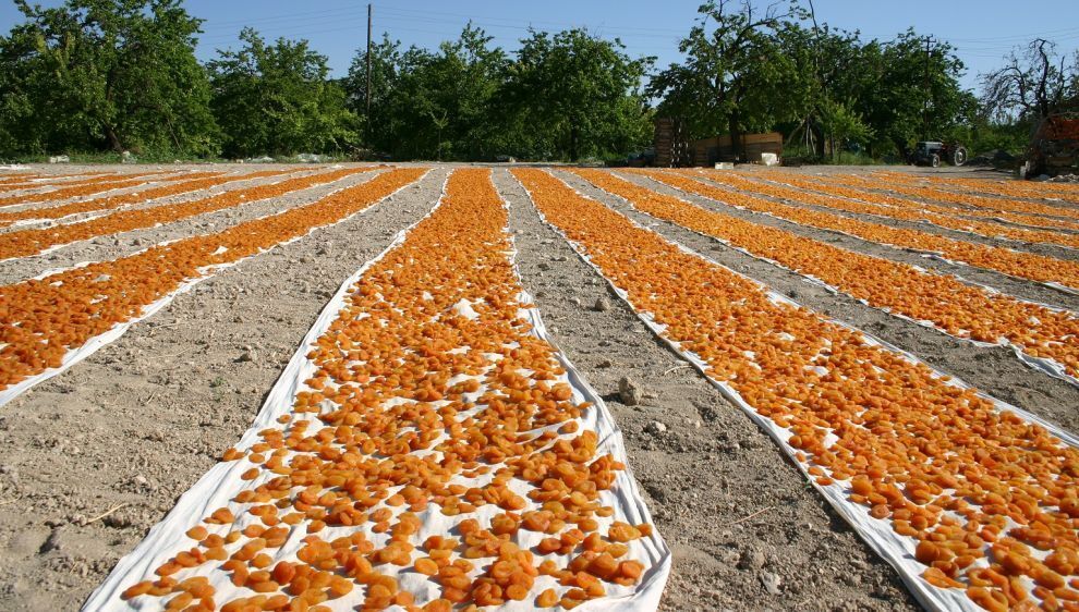"Kayısı Üreticisi En Zor Dönemlerinden Birinde"