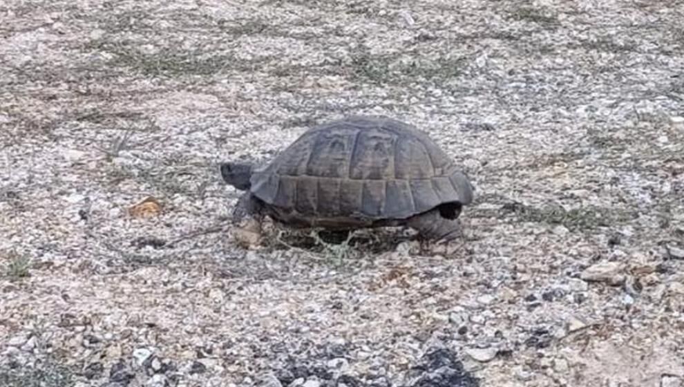 Arapgir Yolundan Geçen Kaplumbağa İçin Trafik Durdu