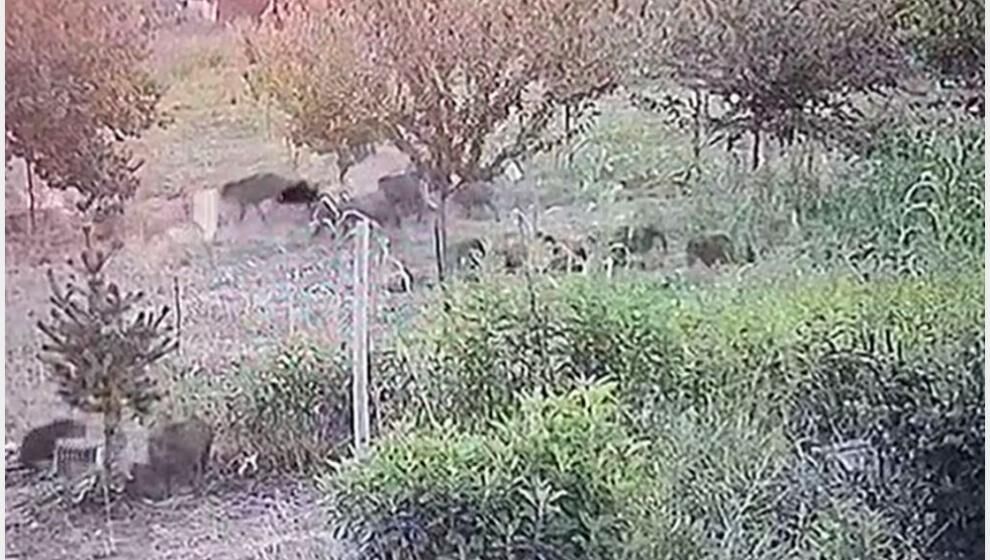 Kayısı Bahçesine Domuz Sürüsü Girdi