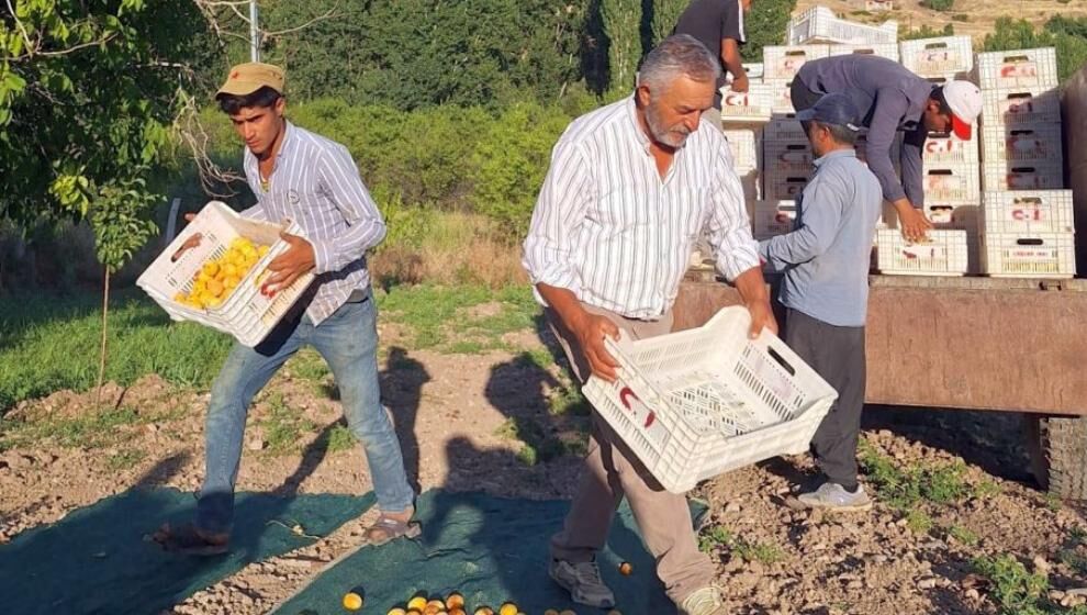 Kayısı Fiyatları İçin TMO'ya Çağrı