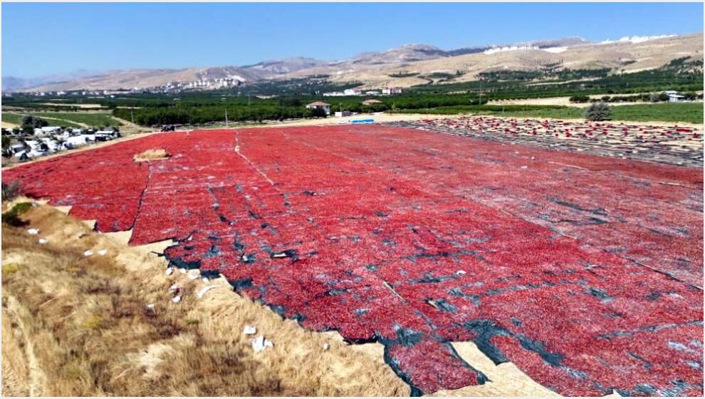 Kurutmalık Domateste Hasat ve Kurutma Zamanı