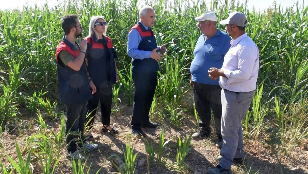 Sorgun Otu Kaba Yem İhtiyacına Alternatif Oldu