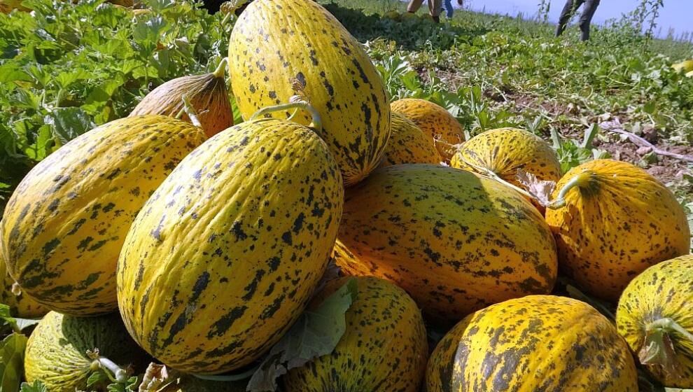 Yazıhan'da Kavun Hasadı Sürüyor