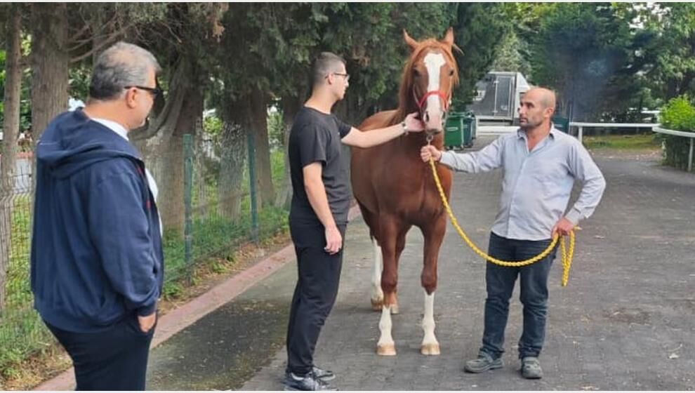Sultansuyu'nun 'Elit' Tayları İstanbul'da Satışta
