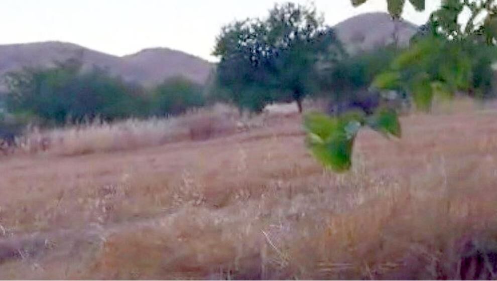 Ürünlerini Korumak İçin Tüfekle Nöbet Tutuyorlar