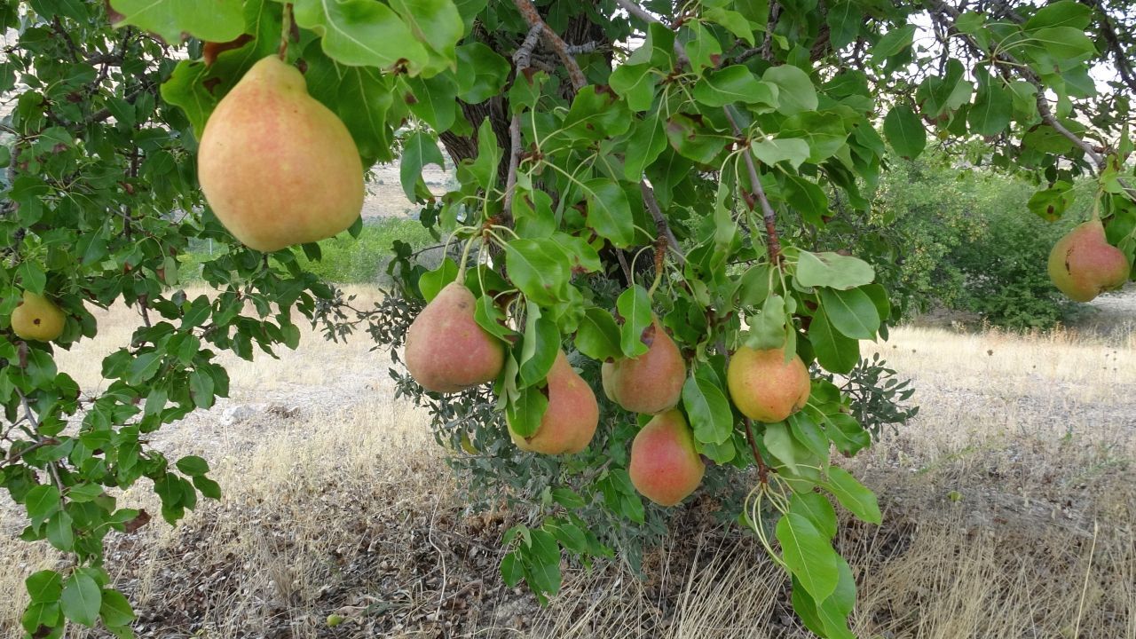 Malatya'nın Tescilli Bal Armudunda Hasat Başladı