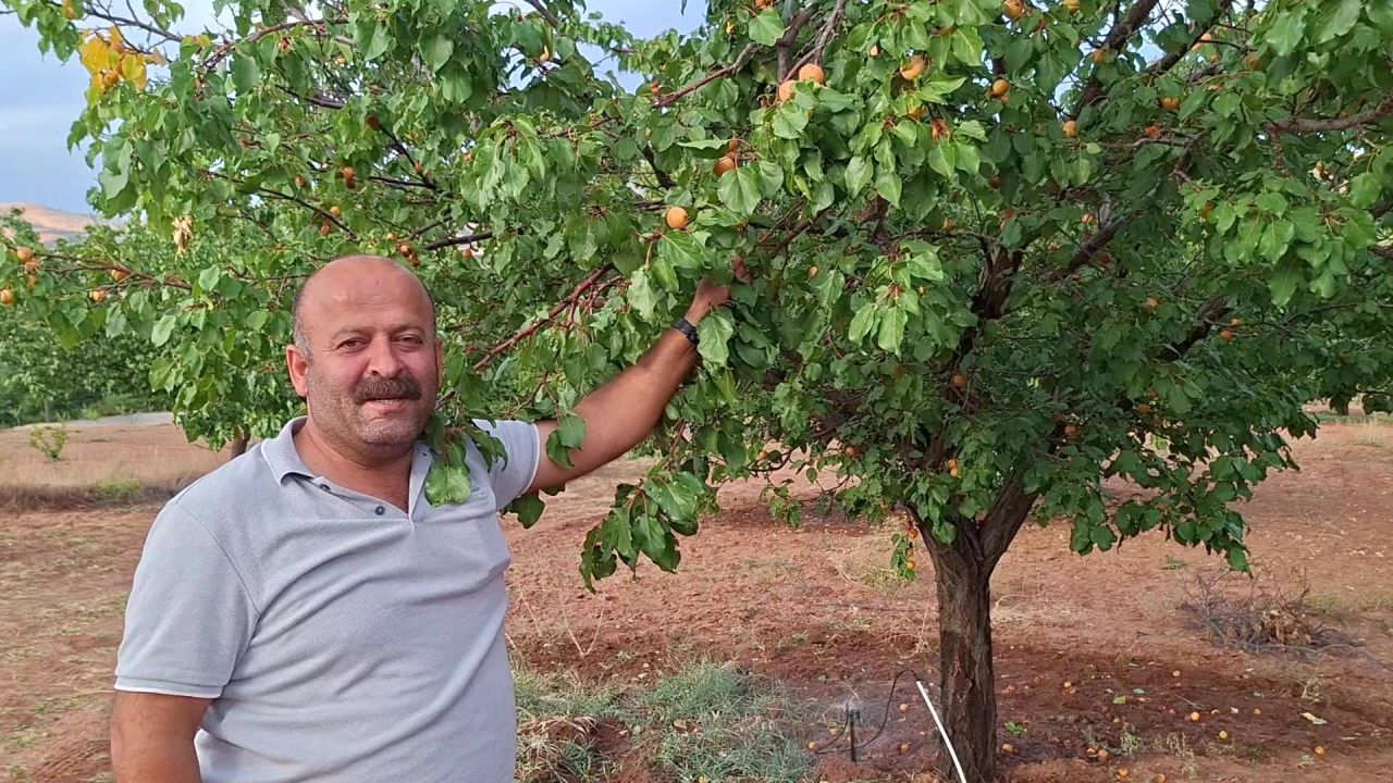 Kuluncak'ta Dalında Meyve Olan Kayısı Ağacı Şaşırtıyor