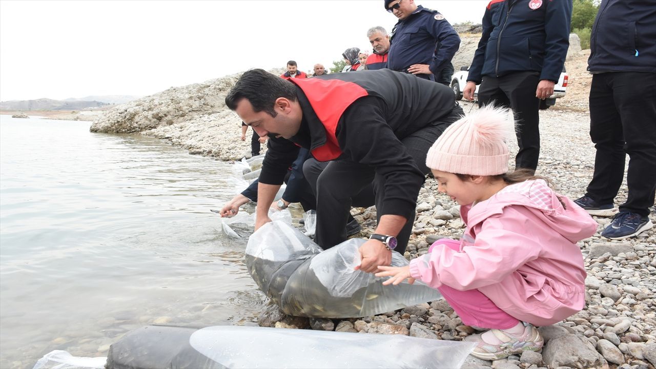 İki Baraj Gölüne 800 Bin Yavru Balık Bırakıldı