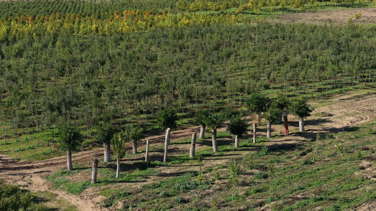 Fuzuli'den Sökülen Ağaçların Yüzde 80'i Yeniden Yeşerdi