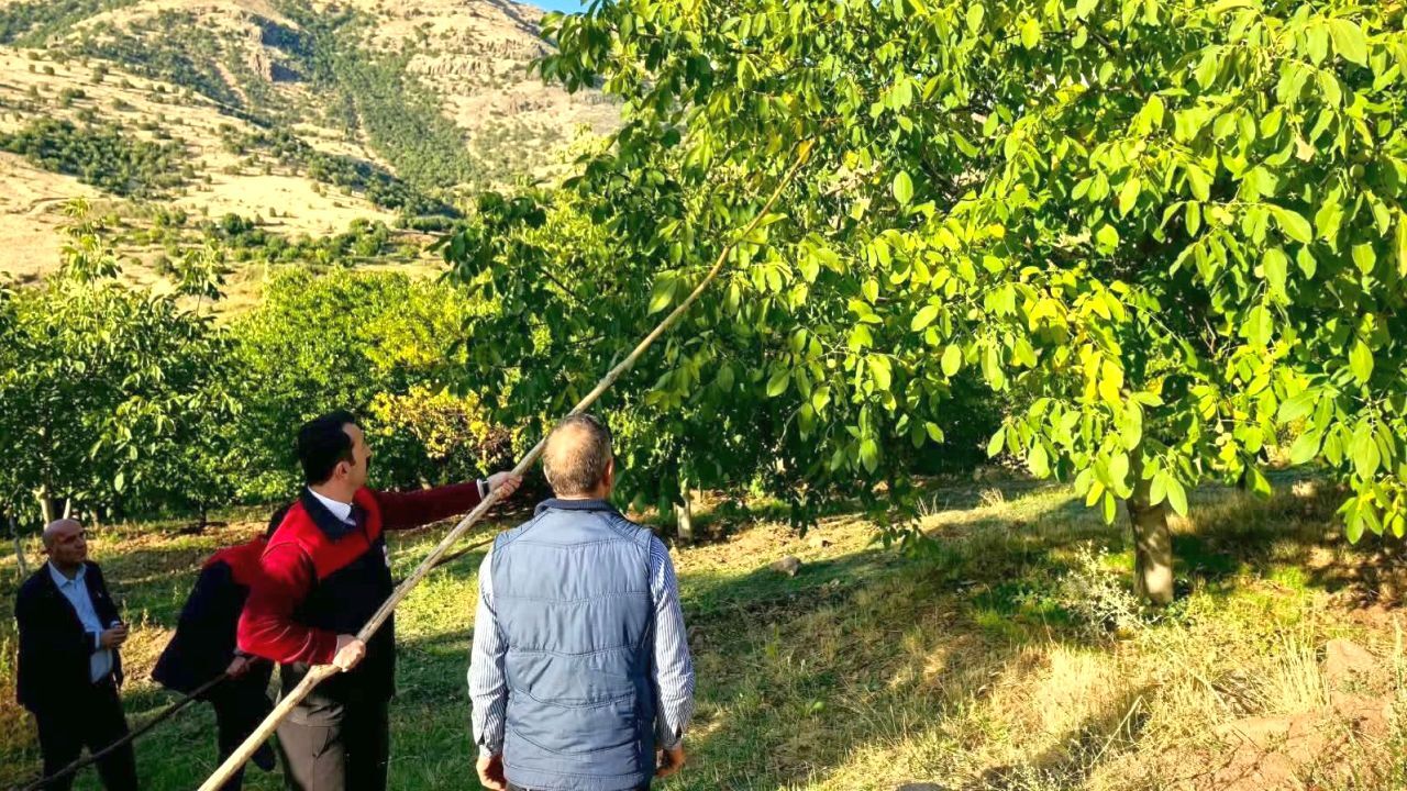 Hekimhan Kaymakamı Ceviz Hasadına Katıldı