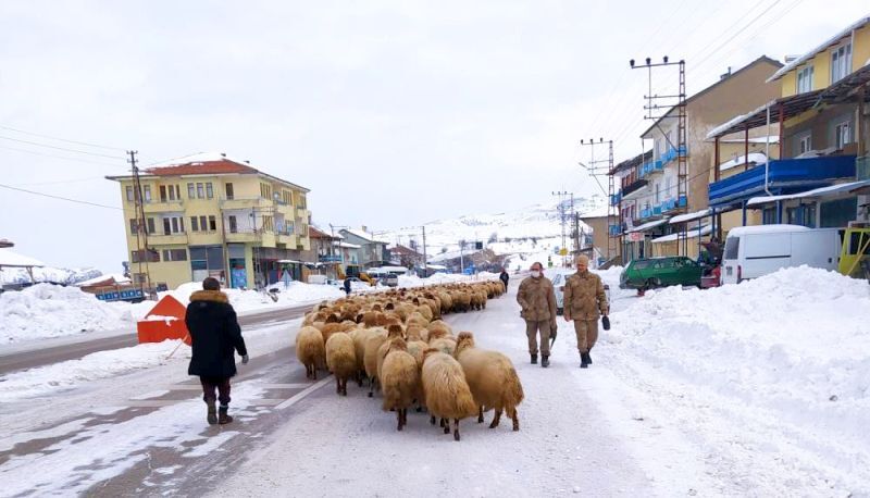 Yoğun Kar Sürüleri Yayladan Düze İndirdi