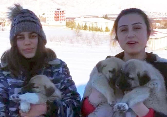 Yavru Köpeklere Sahip Çıktılar